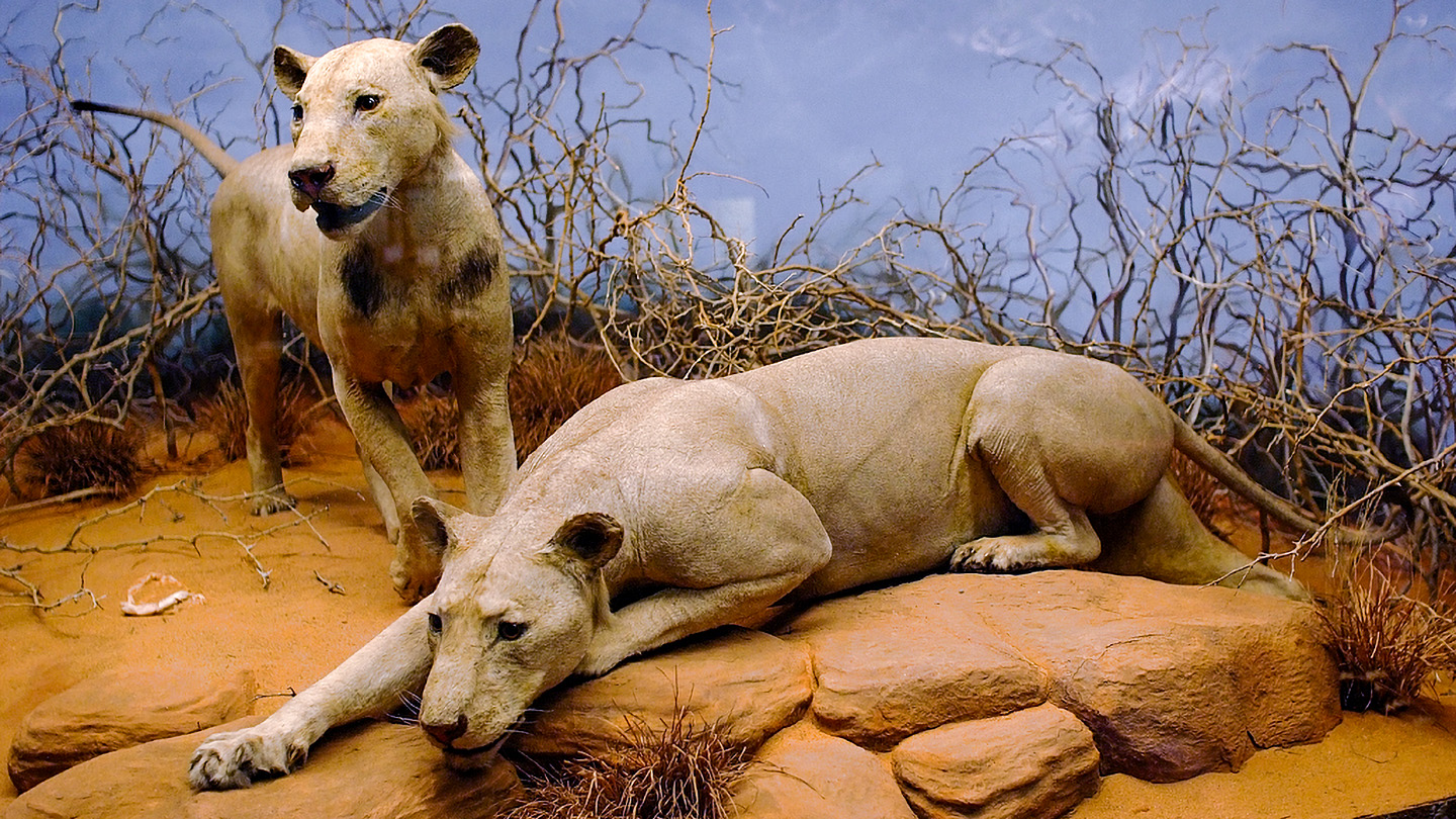 A museum diorama with two infamous 19th -century lions. One is printed in the foreground in what looks like a hunting position while the second seems to be going up the stage.