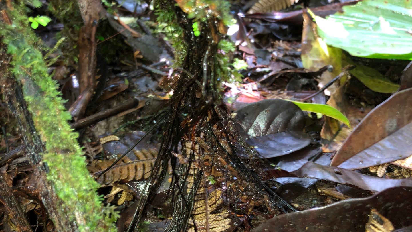 A picture of a tree Cyathea Rojasiana Fern surrounded by fallen leaves.