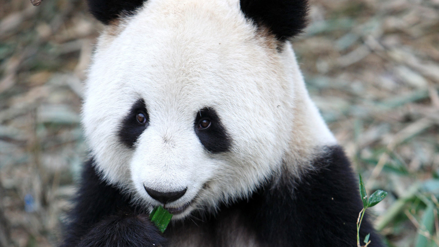 A giant Panda Nibbles in bamboo.