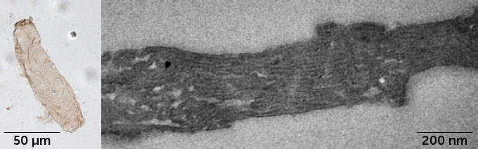 Side images of a fossil of elongated beige bacteria near a proximity to its inner structures that look like horizontal black lines. These structures are membranes needed for photosynthesis, the researchers say.