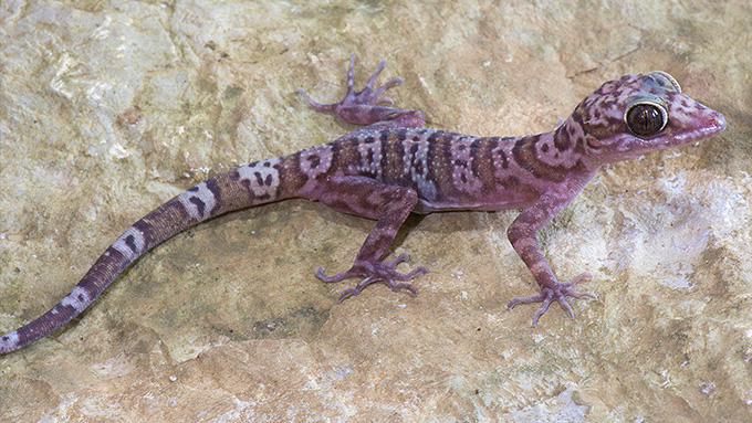 A gecko cyrtodactylus sankelensis against a rough background.