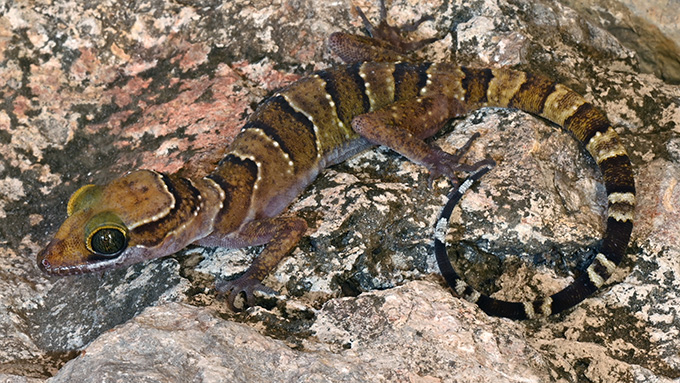 A Hemiphyllodactylus gecko against a tan background.