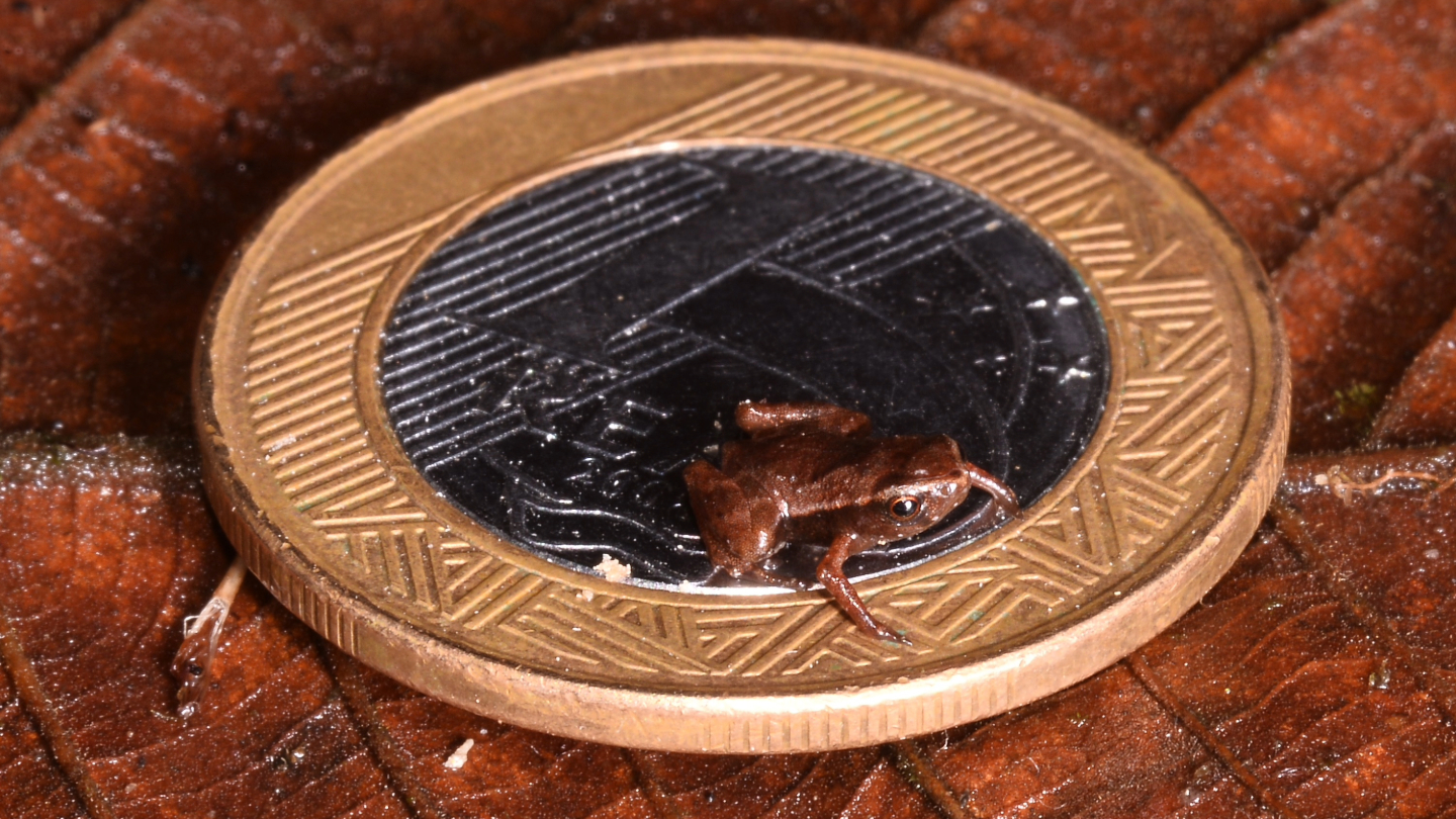 A small brown frog sits only in the center in a real Brazilian coin.